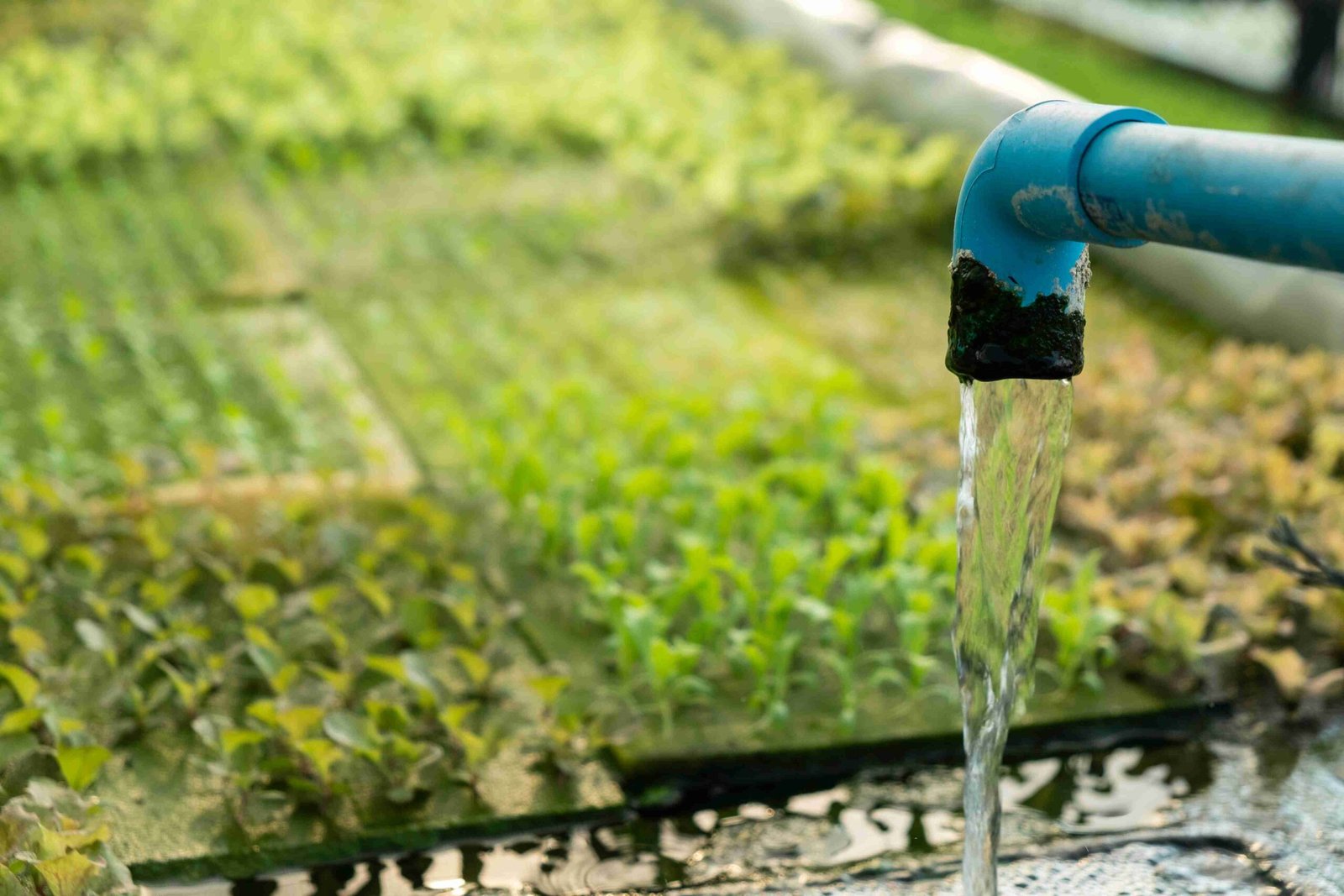 hydroponic-system-water-and-fertilizer-automation-2023-11-27-05-26-00-utc_11zon