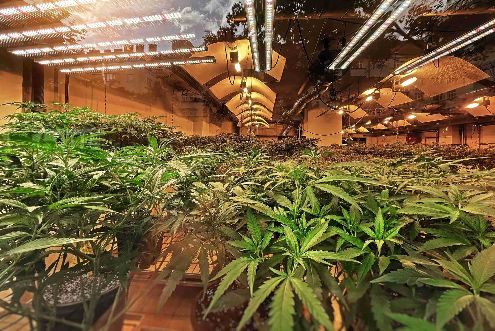 indoor-cannabis-grow-plantation-with-plants-under-2023-11-27-05-12-34-utc_11zon